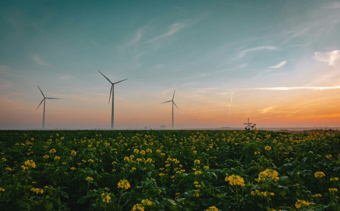 Image of wind turbines across a field of flowers