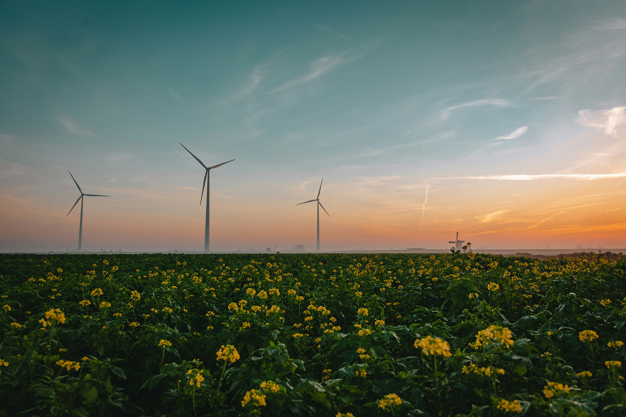 Image of wind turbines across a field of flowers